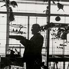 Matisse's Doves
