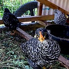 Backyard homestead chickens