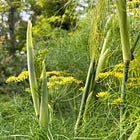 The Garden Recipes of June