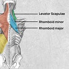 Muscle Monday: The Back