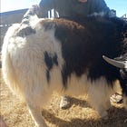 Heifer Calves for Sale (2024-2025)