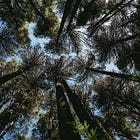 La psicología de los bosques