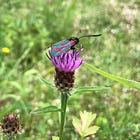Centaurea nigra | knapweed