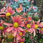 November Flower Tour