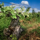 Meet Chenin - the Overachiever of the Grape World: 