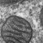 Do all roads lead to mitochondria?