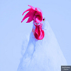 New 75,300-Square-Foot Livestock & Poultry mRNA Vaccine Plant to Produce 8 Billion Doses Annually Amid Bird Flu Pandemic Warnings