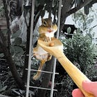 Befriending wild chipmunks is quick and easy!