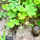 I ate a garden snail & I... liked it?