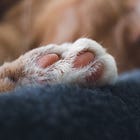 🐾 The Hearthlight Chronicles – Day 18: For Socks, with Love