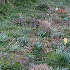10 tough plants for early April joy 