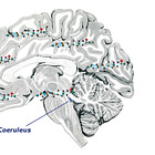 Awakenings V
