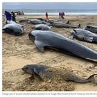 "UK Gov't rejects request to share whale stranding data, fuelling suspicions over offshore wind farms" by Jason Enfield