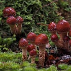 Fungal Wonders in Fiordland: Discovering the Diverse Mycological Landscape