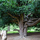 31. Bungalow Tree