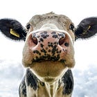 RANCHER REVOLT: Rally planned against government tagging, database requirement