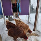What I Wish I Knew Before Keeping Chickens