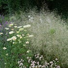 Deschampsia cespitosa | tufted hair grass