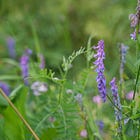 10 wildflowers to try growing in your garden