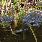 Ponds in garden ecosystems