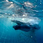 Defending wildlife, ending suffering