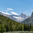 This is Pine: Nature's Remarkable Evergreen