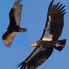 Five more condors fly over Northern California, thanks to a persistent tribe 