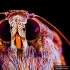 FDA Fully Approves Novavax COVID Vaccine Grown in Infected Insect Cells—100% Efficacy Claim Based on Just 14 Placebo Cases