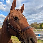 The Bridge Between Horse Ownership and Stewardship