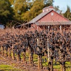 Under the Hood: 2024 Harvest Report Reveals a Market Splitting in Two