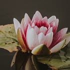 PART THREE: LOTUS FRIENDSHIPS