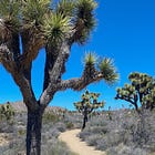 Mojave Desert Wildflowers