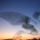 A Complex Systems Perspective on Pain
