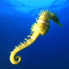 Hippocampus