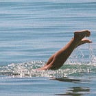 "como uma onda no mar..."