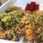 Which Lebanese Grapes are Truly Indigenous?