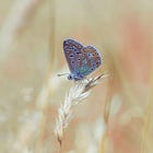 Section 1. "Smaller-Scale Rewilding: A Practical Guide to Restoring Nature in Your Own Space"