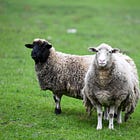 Unleash the Sheep State