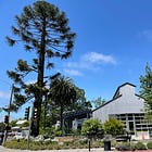 The battle over the bunya bunya 