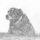 Ten Ways We Can Help Dogs and Be Better Humans