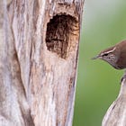 Reading, Writing and Wrens