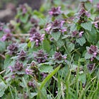 Lamium purpureum | purple dead-nettle
