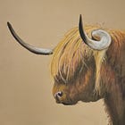 Schotse Hooglander