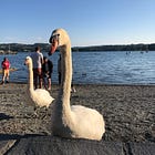 Windermere: Nature connection & swimming