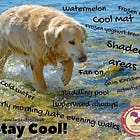 How To Spot Heatstroke And What To Do For Your Dog