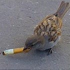 What's a beak for