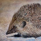 Europese egel