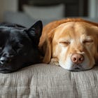 Bear and Bella 🐾