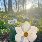 Daffodil Dell