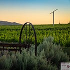 South Africa’s Wine Roots: Early Cape Vines & Stellenbosch’s Cabernet